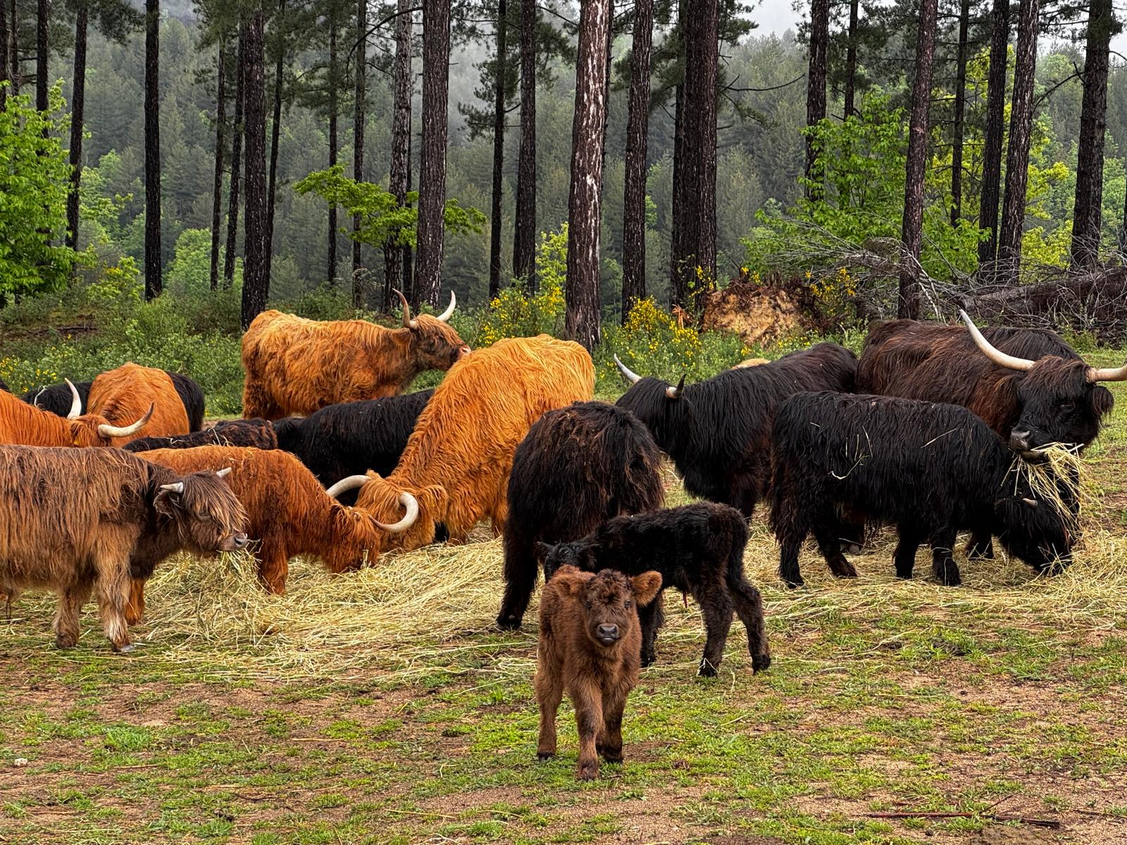 Allevamento Highland cattle